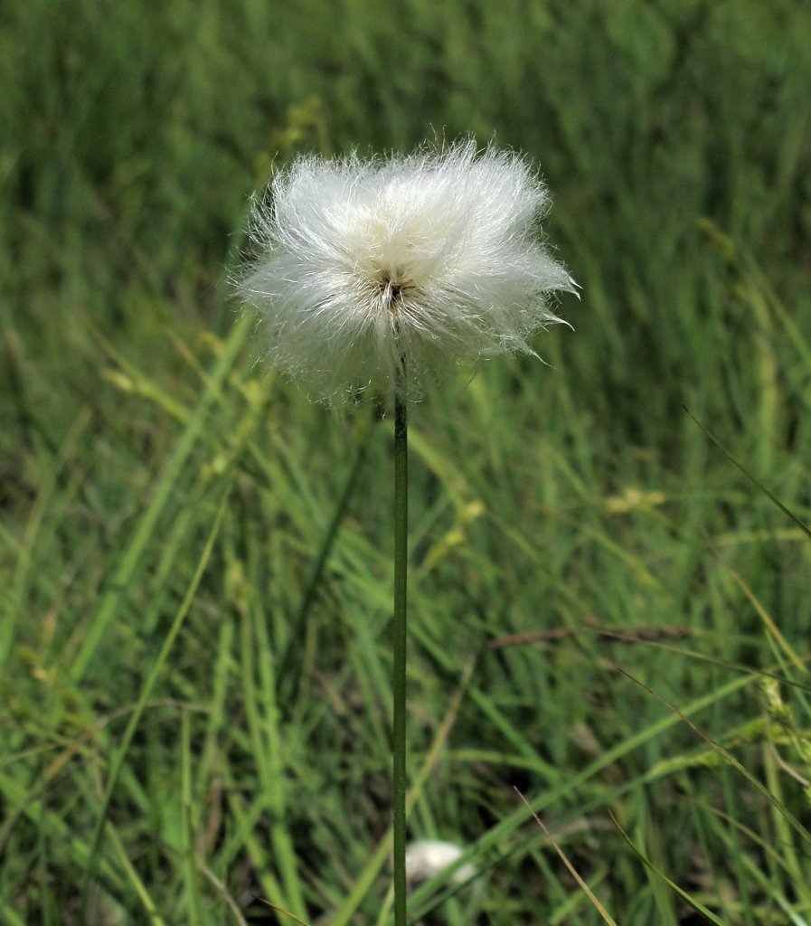 Eriophorum scheuchzeri